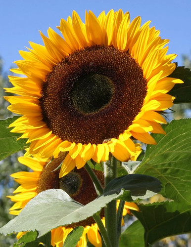 Sunflower single russian - 6x, ‘russian