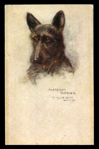Scottish terrier scottie - scottish,
