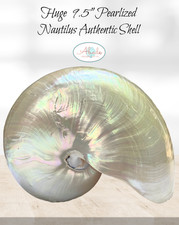 RARE Giant Chambered Nautilus