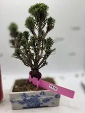 Japanese  Pine Bonsai 