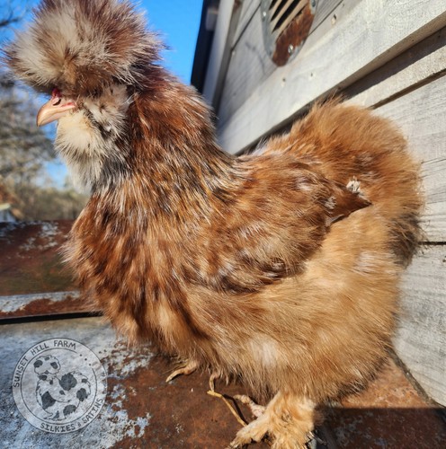 Silkie hatching eggs mille - hatching,