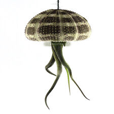 1 x Tillandsia Jellyfish Air Plant displayed in Sea Urchin. Floating houseplant