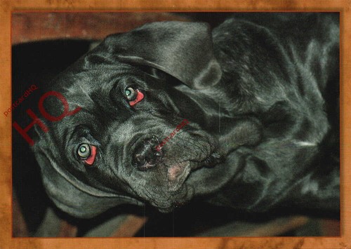 Picture postcard dog - picture, postcard:-dog