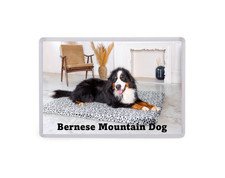 Bernese Mountain Dog - Dog