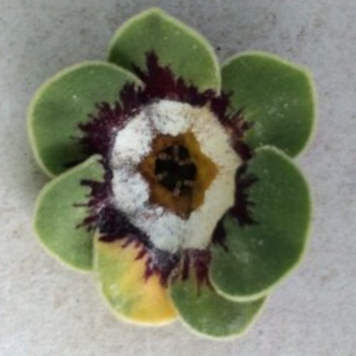 Primula auricula boclair plant - boclair,