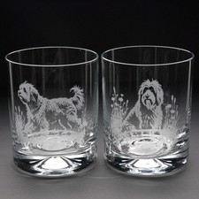 Tibetan Terrier Dog Whiskey