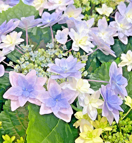 Hydrangea floria blue ltr - 1.5,