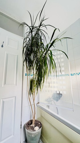 Dracaena marginata dragon tree - dracaena,