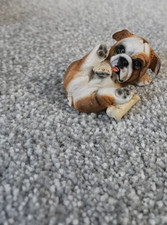 English Bulldog Puppy Dog Realistic Figure Figurine 