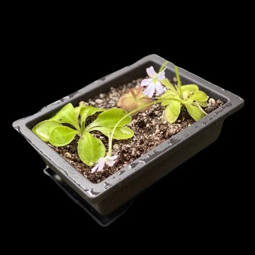 Pinguicula windowsill garden - 3,