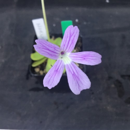Pinguicula niklas - pinguicula,