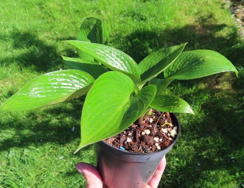 Hosta devon green perennial - hosta,