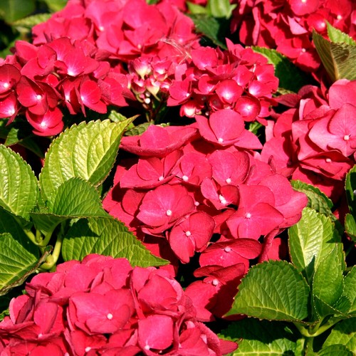 Hydrangea macrophylla - 1,