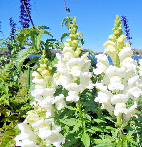 1000x giant white snapdragon - giant,