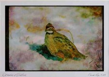 352083 Bobwhite Quail, Cock In