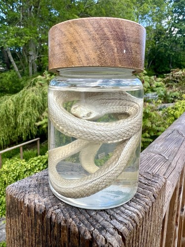Hognose snake wet specimen - snake,