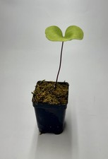 Utricularia Reinformis