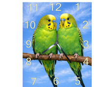 budgie,wall hanging clock