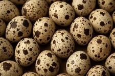 Jumbo Coturnix Quail Eggs