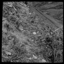 Magic Lantern Slide NEST &