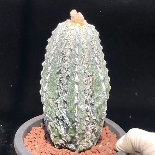 6cm succulent cactus plant - 6cm,