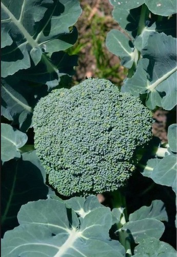 Mixed pack broccoli plug - pack,