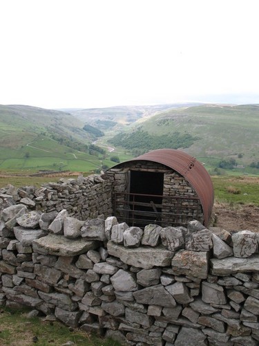 Photo 6x4 sheep - shelter, rash