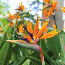 T&M Strelitzia Bird of Paradise Garden Flowering Half-hardy Perennial 9cm Pots