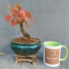 Beautiful Shohin Japanese Maple Outdoor Bonsai Tree In Development 