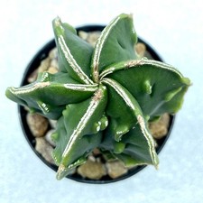 Astrophytum ornatum Fukuryu