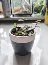 callisia repens turtle vine