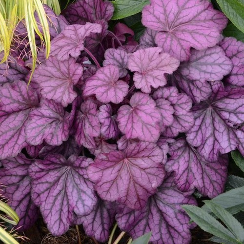 Heuchera wild rose coral - heuchera, bells