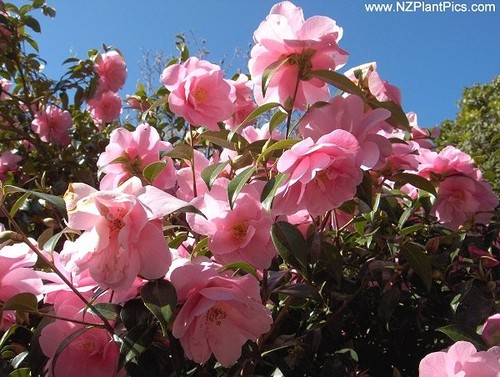 Camellia donation evergreen - camellia,