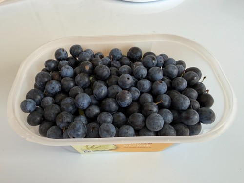 Sloe berries freshly picked - freshly,