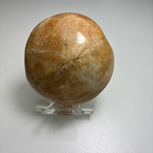 Sand dollar fossil polished - fossil,