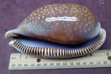 Giant Atlantic Cowrie Shell