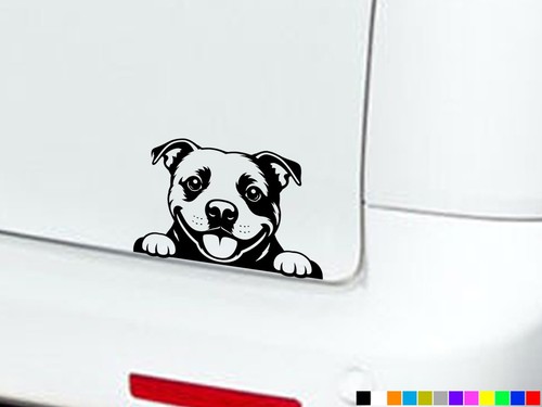 Peeking staffy dog eyes - peeking,