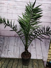 Phoenix Canariensis Decorative