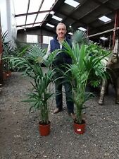 1x4.5-5ft Kentia Palm Tree Indoor Office Large Premium Quality free Plant Feed