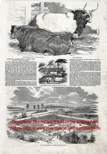 Cow Cattle Champs & Cattle