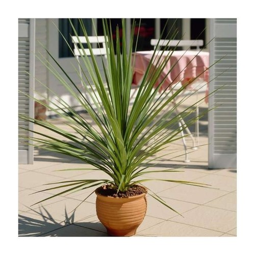 Cordyline australis palm tree - palm,
