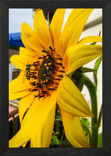 Summer Sunflower Framed Wall
