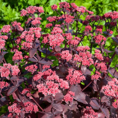 Sedum chocolate cherry - chocolate,