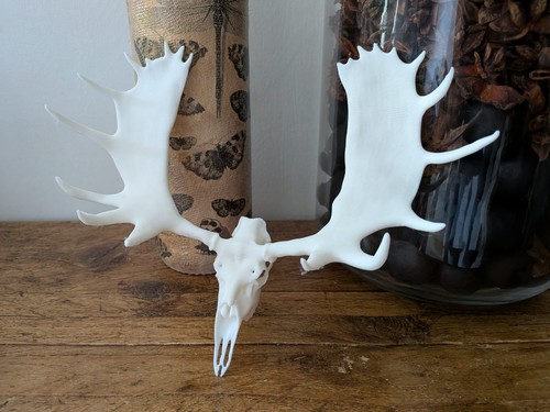 Printed moose skull - 3d,