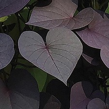 Ipomoea Climbing SolarTower™