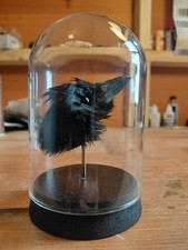 Magpie Head Skull (Pica Pica)