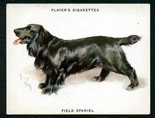 FIELD SPANIEL JOHN PLAYERS DOG