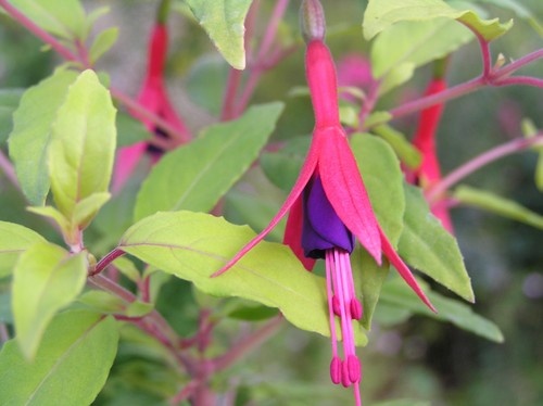 Fuchsia magellanica aurea - 'aurea',