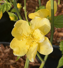Kerria japonica golden - japonica, 'golden