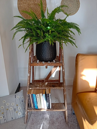 Vintage wooden ladder covered - vintage,